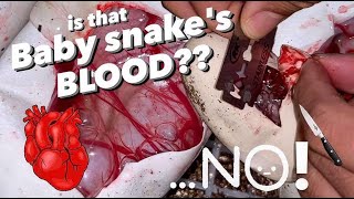 Baby Snake Cutting… GONE WRONG Watch the whole video [upl. by Tneicniv131]