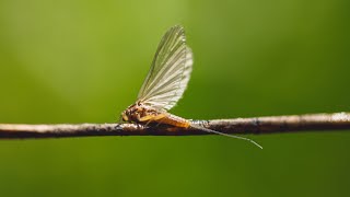 Mastering Mayflies Everything You Need to Know for Fly Fishing [upl. by Lareena608]