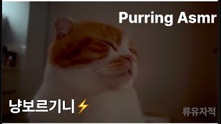 골골송 들으면서 같이 자자 🌳🛁 [upl. by Norven272]