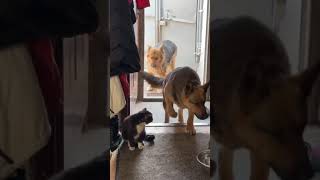 These dogs invited a cat over to the house [upl. by Ahsinrev]