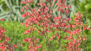 Heuchera sanguinea Leuchtkafer [upl. by Eirod352]