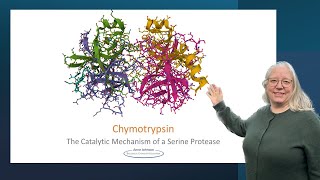 Chymotrypsin the catalytic mechanism of a serine protease [upl. by Thoma]