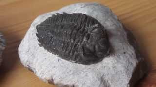 What are trilobites   Fossils in HD [upl. by Une555]