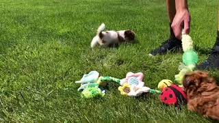 Playdate for Evies Shichon Shihtzu Bichon Puppies amp Amber Kay Maltipoo Puppies Maltese amp Poodle [upl. by Hill]