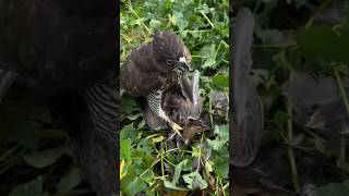 Falcon Hunting birds falcons shorts wildlife [upl. by Haceber]