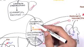 Endocrinology  Calcium and Phosphate Regulation [upl. by Inot]