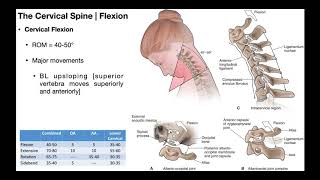 Cervical Flexion amp Extension BIOMECHANICS [upl. by Chiquia]