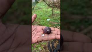 Our first figs from the orchard gardening farmer growyourownfood [upl. by Kerad]