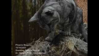 Cat feeds baby birds from own mouth [upl. by Kauffman836]