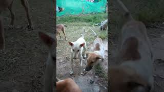 Dog prank video doglover doglife funny shortsviral [upl. by Cordova148]