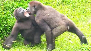 頑皮兄弟😆🤣Silverback gorilla family interactionsDjeeco FamilyTayariJabaliIrikiRingo [upl. by Retlaw]