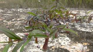 CP Video Series Episode 41  Nepenthes gracilis quotMaroonquot growing on flat dry ground [upl. by Swain]