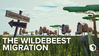 The Great Wildebeest migration explained An animation [upl. by Shargel252]