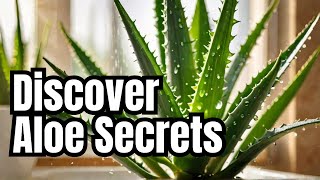 Health Benefits of Aloe Vera Natures Miracle Plant የእሬት የጤና በረከት [upl. by Duahsar]