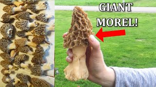 I Found a GIANT MOREL  Biggest morel Ive ever seen [upl. by Artemla]