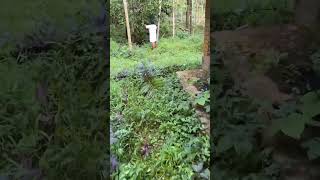 Coliform ബാക്റ്റീരിയ ഇല്ലാത്ത വെള്ളം ഈ കാലത്ത് കിട്ടുന്ന സ്ഥലം കണ്ട് നോക്കൂvlog [upl. by Brew119]