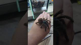 Caribena versicolor hobby edit kielce ptasznik spider [upl. by Torray]