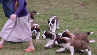 Saint Bernard Puppies For Sale [upl. by Akital]