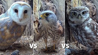 Barn Owl vs Kestrel vs Little Owls A Fight for a New Nest Box  Discover Wildlife  Robert E Fuller [upl. by Roch466]