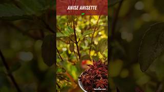 How to Grow Anise for Anisette 1 Gardening Tip satisfying garden shorts nature [upl. by Bedelia]