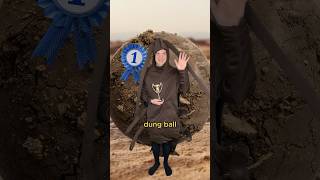 The dung beetle olympics comedy music parody of Kung Fu Fighting by Carl Douglas [upl. by Fabien]