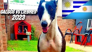 GALGOS vs AVESTRUCES 2023 ARGENTINA  STUD LA MILONGA [upl. by Elvin]