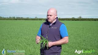 Using growth regulator on spring barley [upl. by Doreen873]