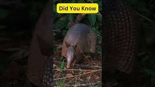 ఆర్మడిల్లోల ఆసక్తికరమైన వాస్తవాలు facts armadillo useful information intrestingfacts wildlife [upl. by Yrolg333]