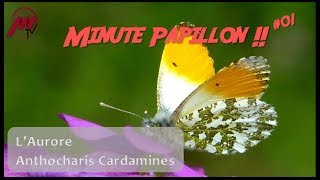 Minute Papillon  001  LAurore Anthocharis Cardamines avec Yvon Nassiet [upl. by Sairu]