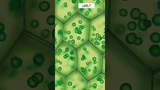 What is cell  Types of cell [upl. by Emse]