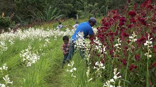 Floricultores de Catarina cubrirán altas demandas por el Día de los Difuntos [upl. by Kimbra]