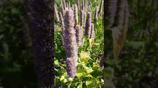 Anise Hyssop Agastache foeniculum in Mint Family Lamiaceae [upl. by Kela927]