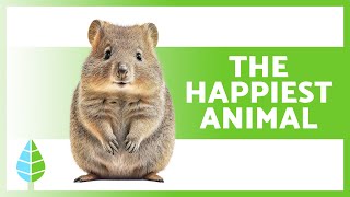 The QUOKKA 🐹 Meet the HAPPIEST ANIMAL in the WORLD 🌎 [upl. by Goodwin616]