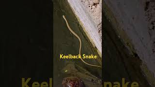 Keelback snake keelbacksnake watersnake reptiles snake river jungle [upl. by Yelmene]