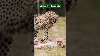 Asiatic cheetah animals cheetah [upl. by Omidyar]