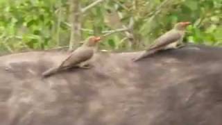 Hitching a Ride Oxpeckers on Buffalo Naturetrek Just Cats [upl. by Leimad]