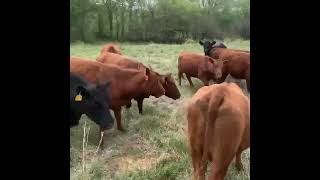 Using a dart gun to doctor cattle has so meny benefits foryou horse cattle farming dairyfarm [upl. by Paschasia]