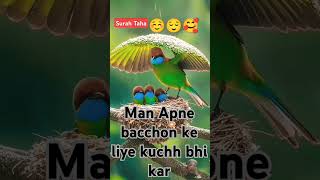 Apne bacchon ke liye kuchh bhi kar sakti hai 🥰😌☺️ birds [upl. by Dara]