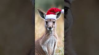 Christmas Kangaroo christmas australia kangaroo [upl. by Sarazen]