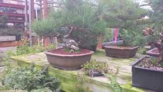 My Local Bonsai Nursery [upl. by Swan]