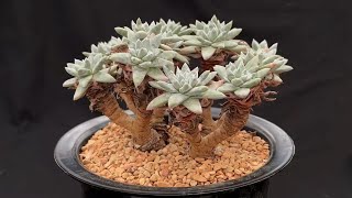 Dudleya gnoma White Sprite  Rare Succulents 1 [upl. by Alabaster]