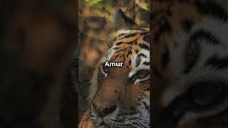 5 Astonishing Facts About the Amur Tiger The Siberian Giant [upl. by Aseneg427]