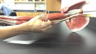 MUSCULAR SYSTEM ANATOMY Upper arm model description Somso [upl. by Carlstrom]