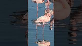 Retirement Travelers Pink Flamingos in Walvis Bay Namibia shorts [upl. by Odnarb371]