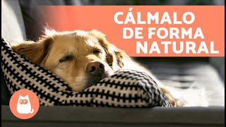 6 TRANQUILIZANTES NATURALES para PERROS 🐶✅  Cómo Relajar a un Perro sin Medicación [upl. by Keane12]