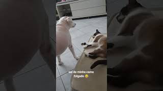 pets só quero meu lugar 😃😂 [upl. by Yenttirb66]