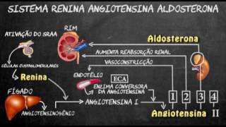 Sistema renina angiotensina aldosterona [upl. by Ahsinwad386]