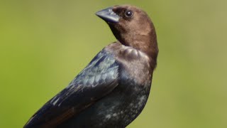 Brown headed cowbird call  song  sound [upl. by Suoivatco]