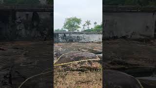 Parakovil Mahavishnu MahaganapathyTemple  പാറക്കോവിൽ മഹാവിഷ്ണു മഹാഗണപതി ക്ഷേത്രം [upl. by Reaht432]