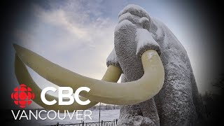 Mammoth fossils found in BC date back 45000 years researcher says [upl. by Htieh]